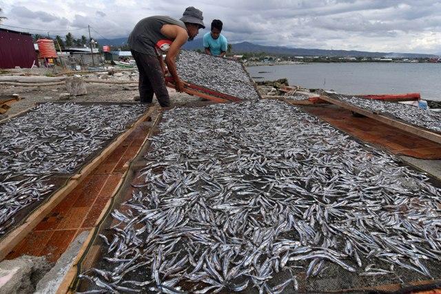 Produksi Ikan Teri