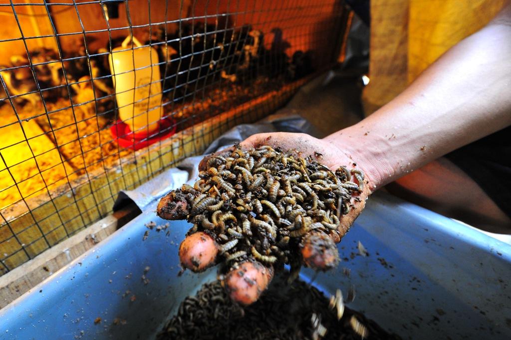 Budidaya Ulat Maggot