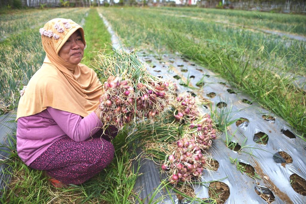 Harga Bawang Melonjak