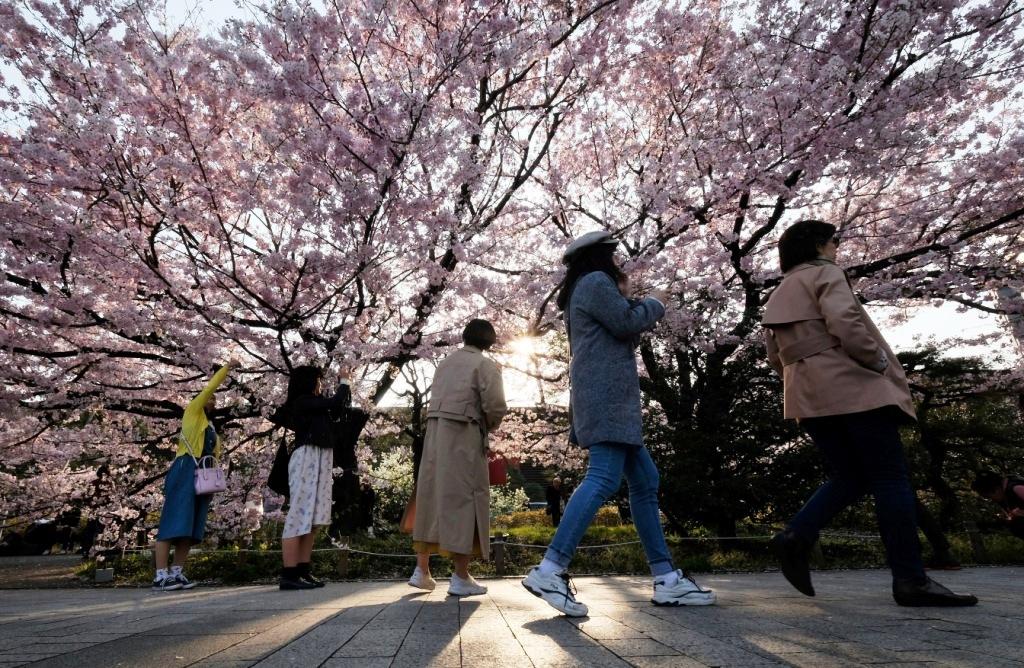 Bunga Sakura Mekar