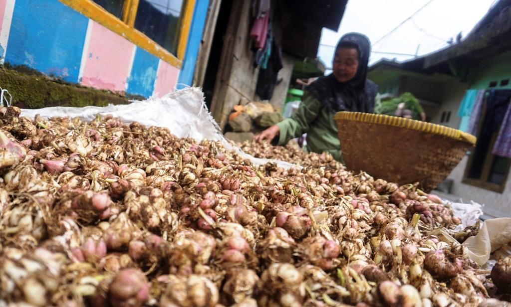Panen Bawang