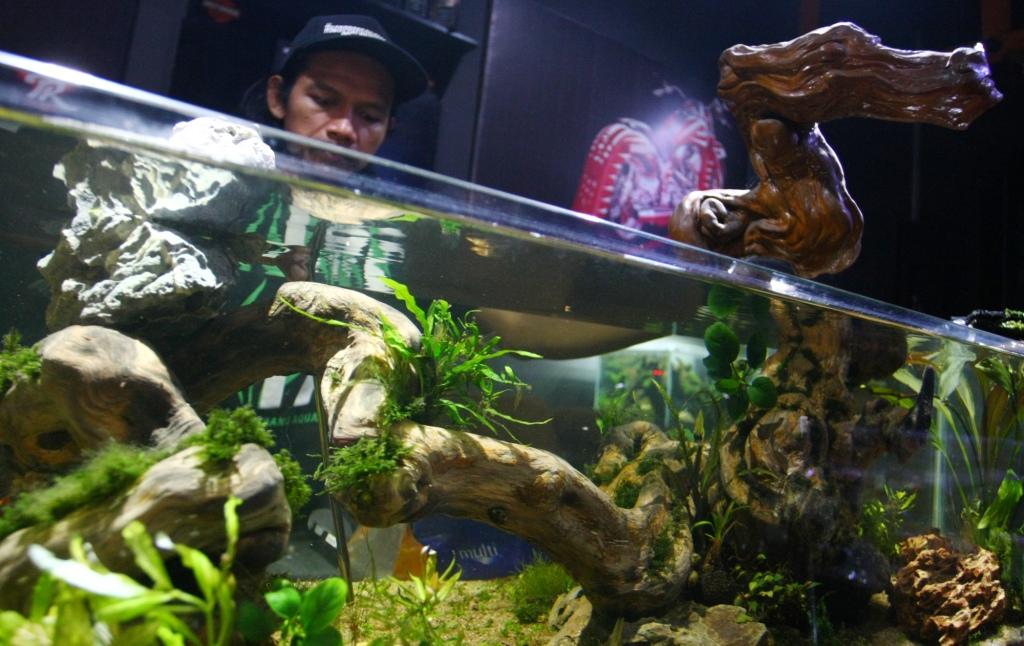 Aquarium "Scape"