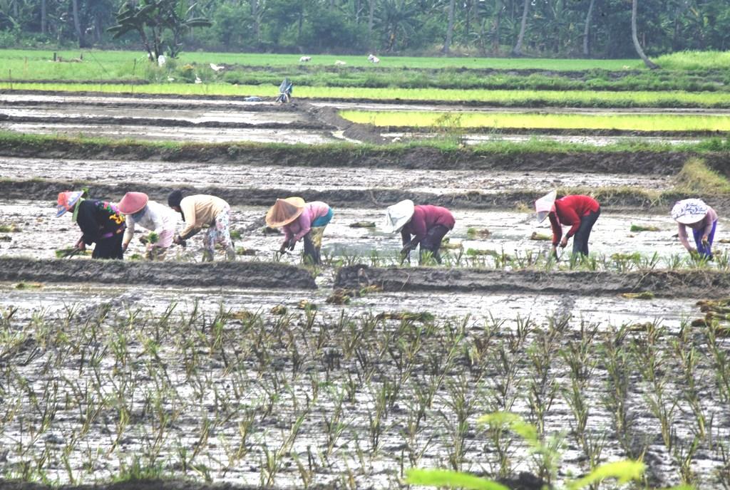 PERLINDUNGAN RISIKO UNTUK PETANI
