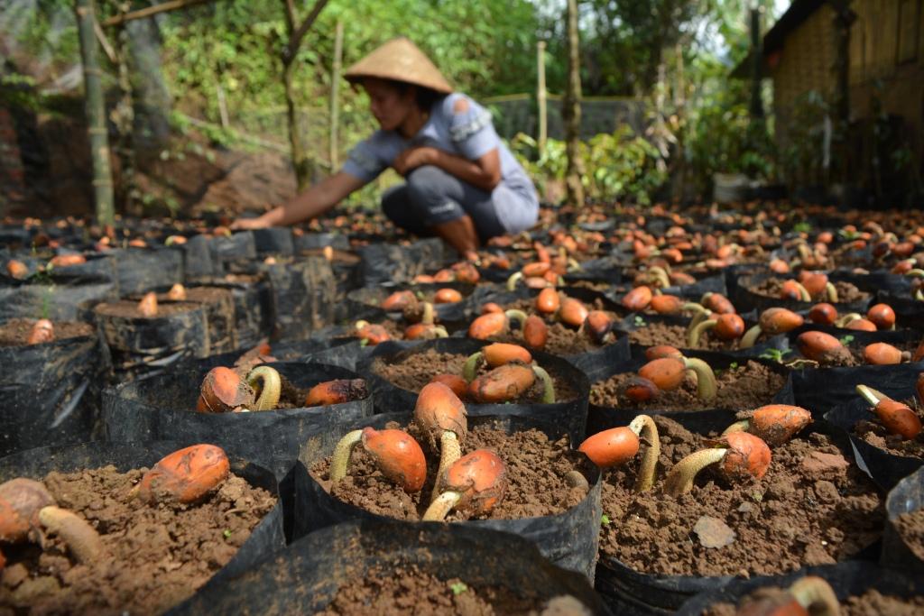 Semai Bibit Durian
