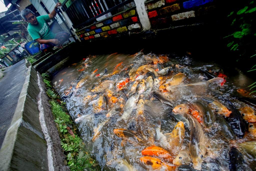 Budidaya Ikan