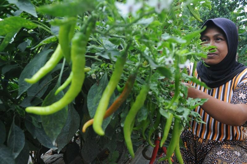 Produksi Cabai Turun