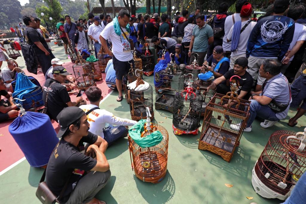 Kontes Burung