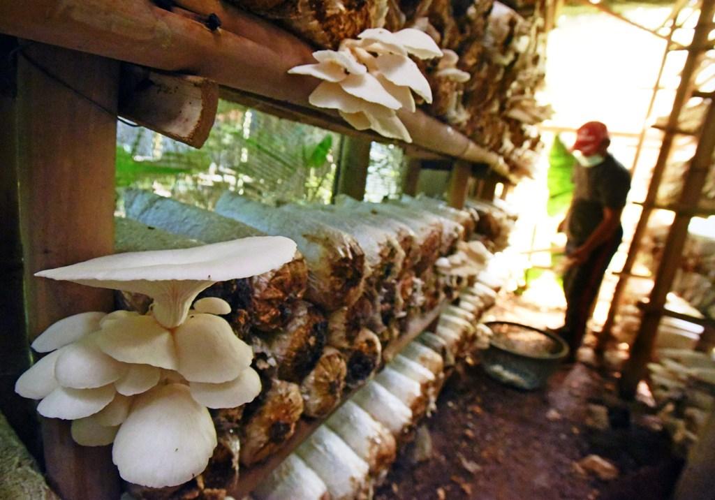 Bisnis Jamur Prosektif