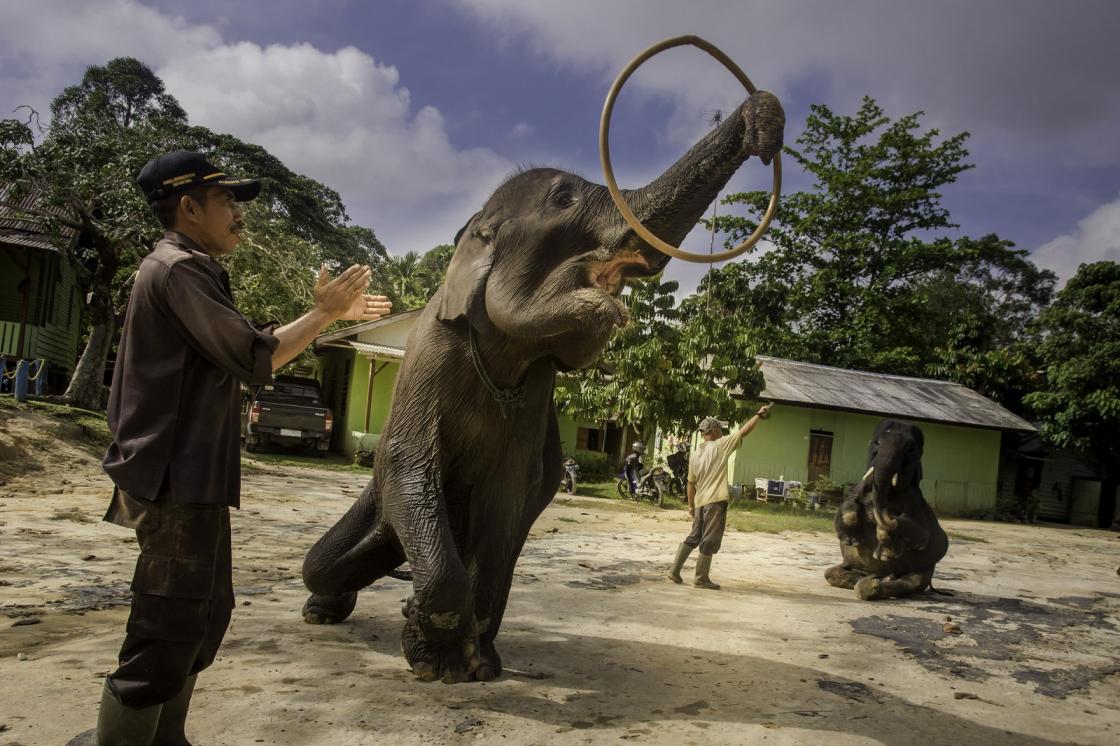 Melatih Gajah
