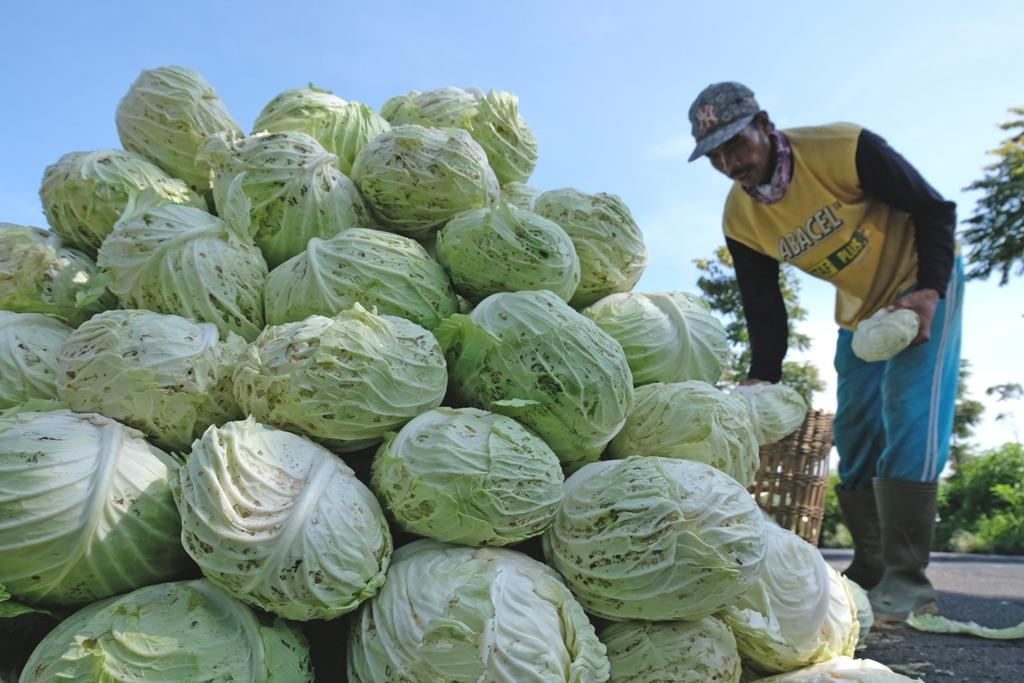 Harga Sayur Turun