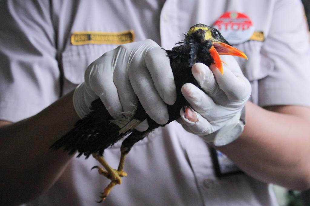 Penyelundupan Burung