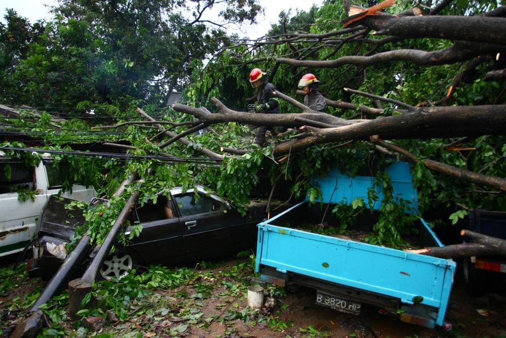 Pohon Tumbang
