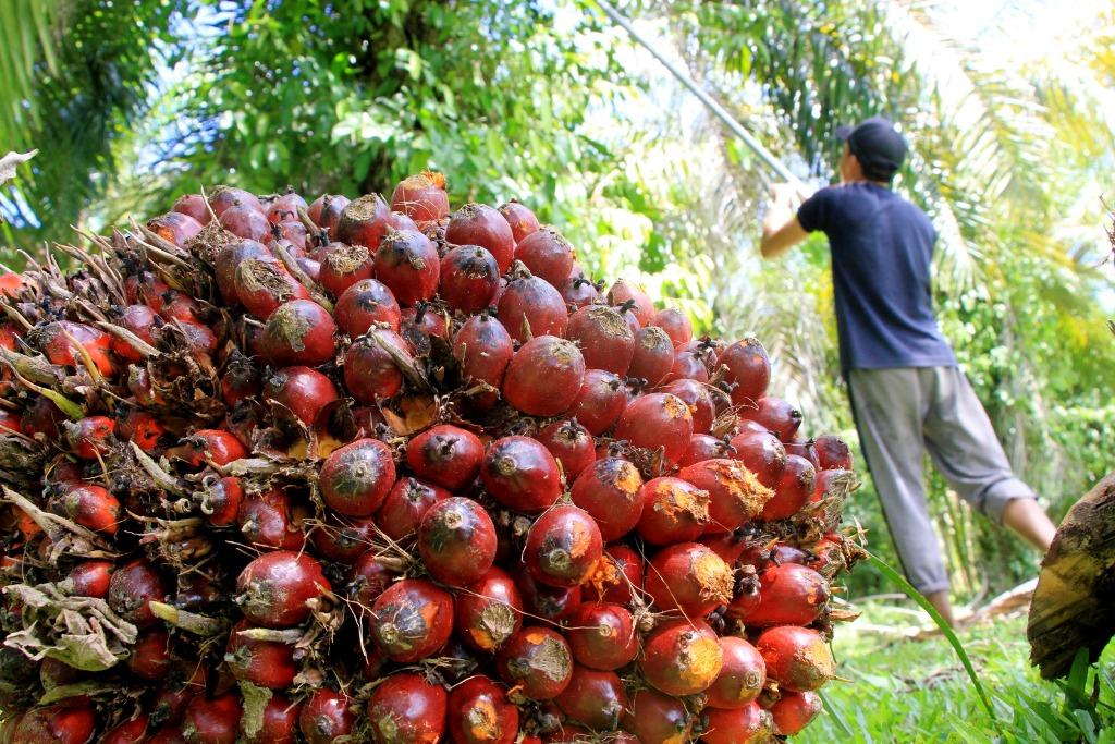 Harga TBS Sawit Turun