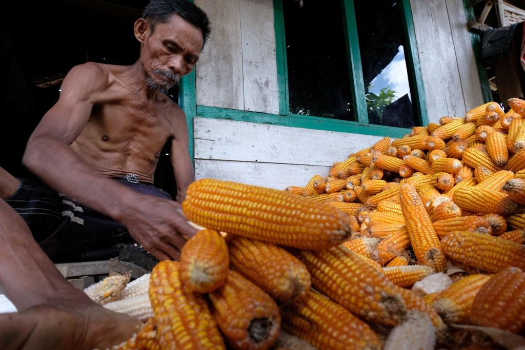 Harga Jagung Turun