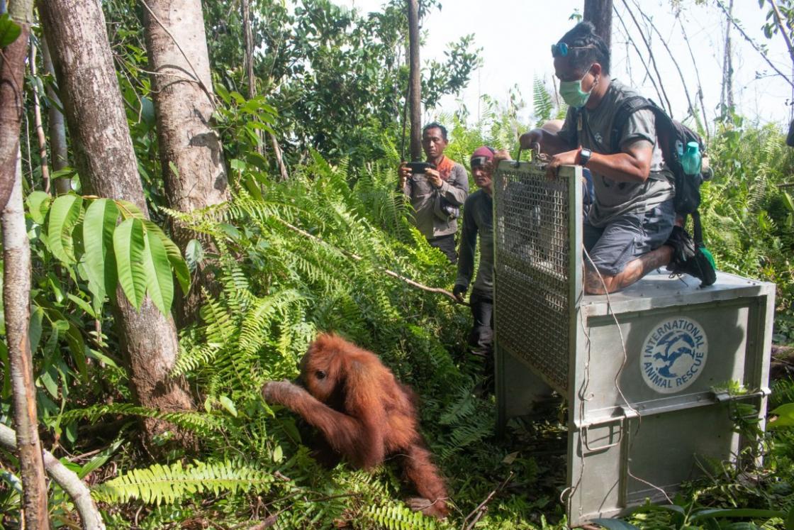 Selamatkan Orangutan