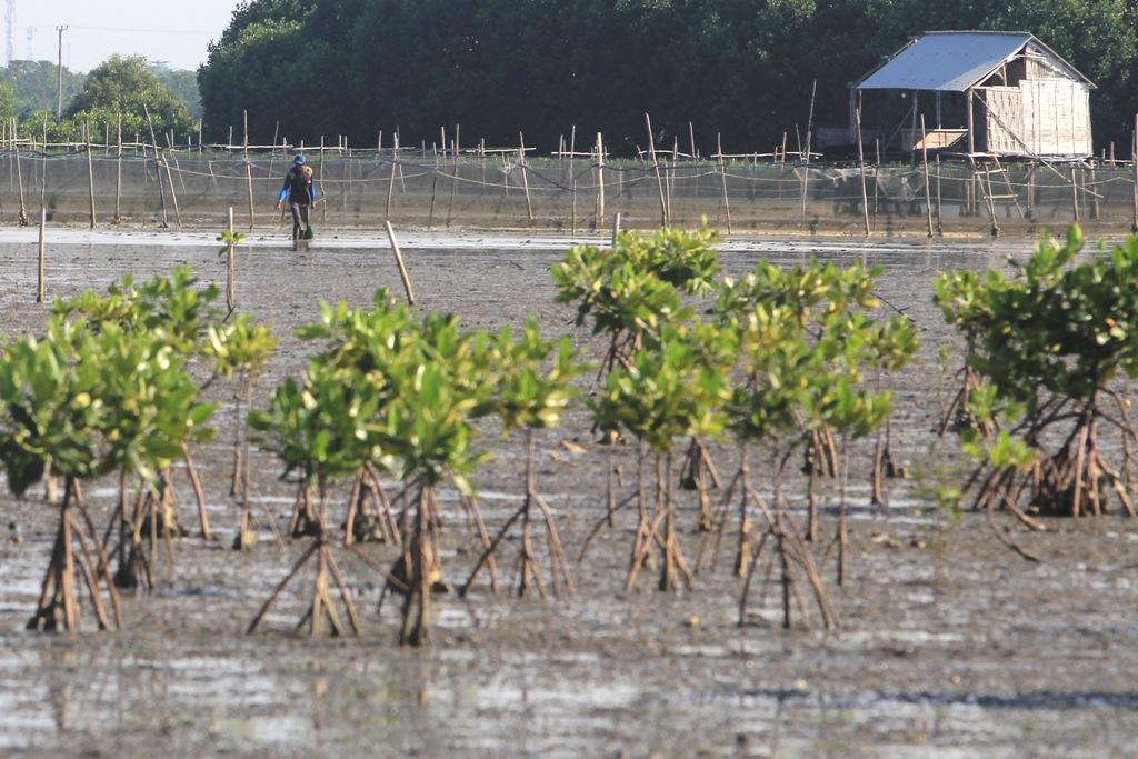 HUTAN MANGROVE MENYUSUT