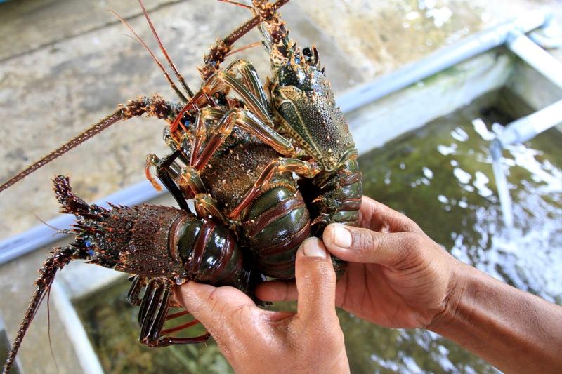 Ekspor Lobster Menggeliat
