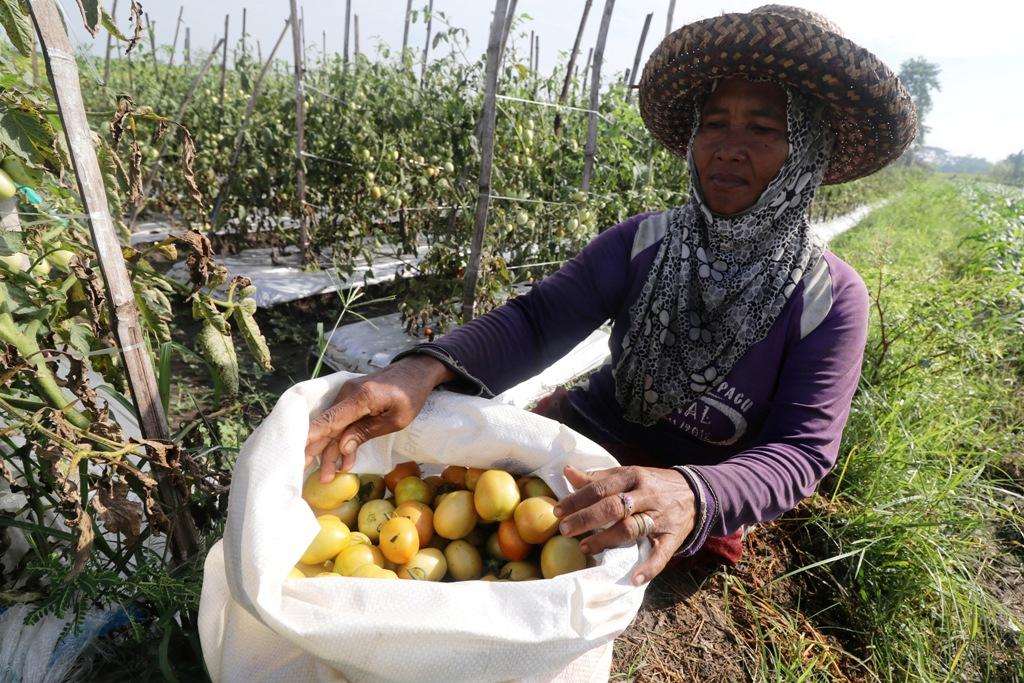 Harga Membaik