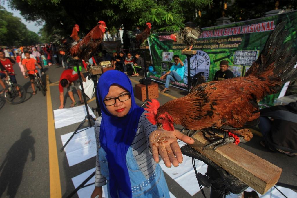 Penggemar Ayam