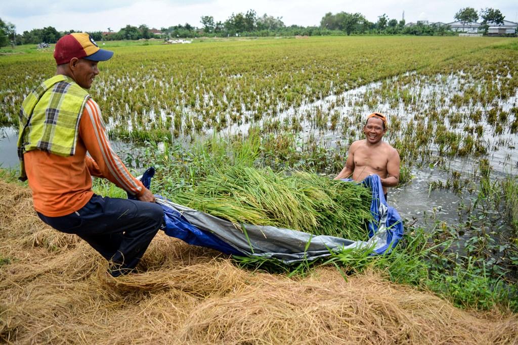 PANEN LEBIH AWAL