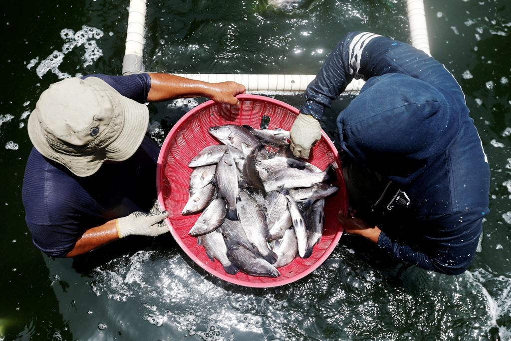 Pacu Perikanan Budidaya