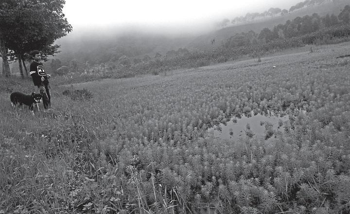 Tertutup Gulma