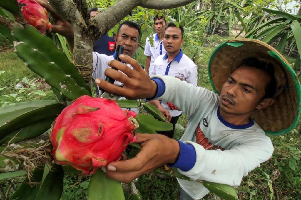 Budidaya Buah Naga
