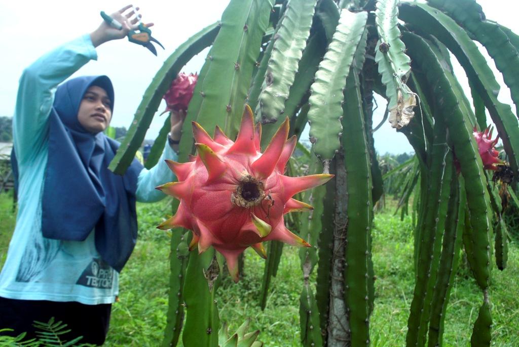 Panen Buah Naga