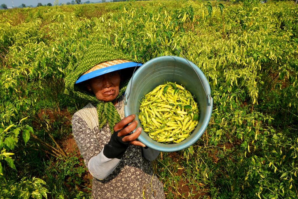 Panen Lebih Awal