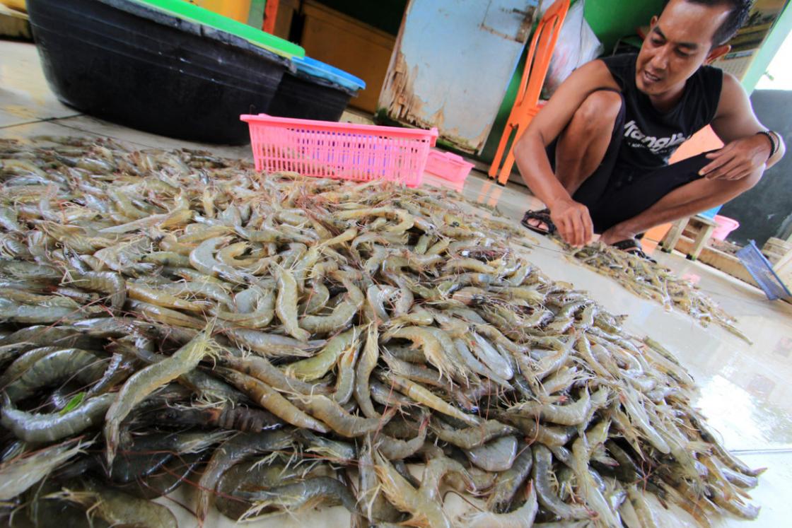 Budidaya Udang Karangsong