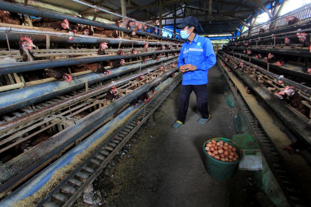 Lonjakan Harga Telur