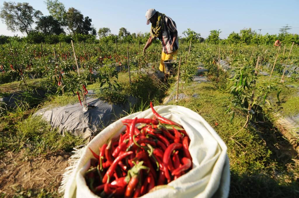 Harga Cabai Melonjak