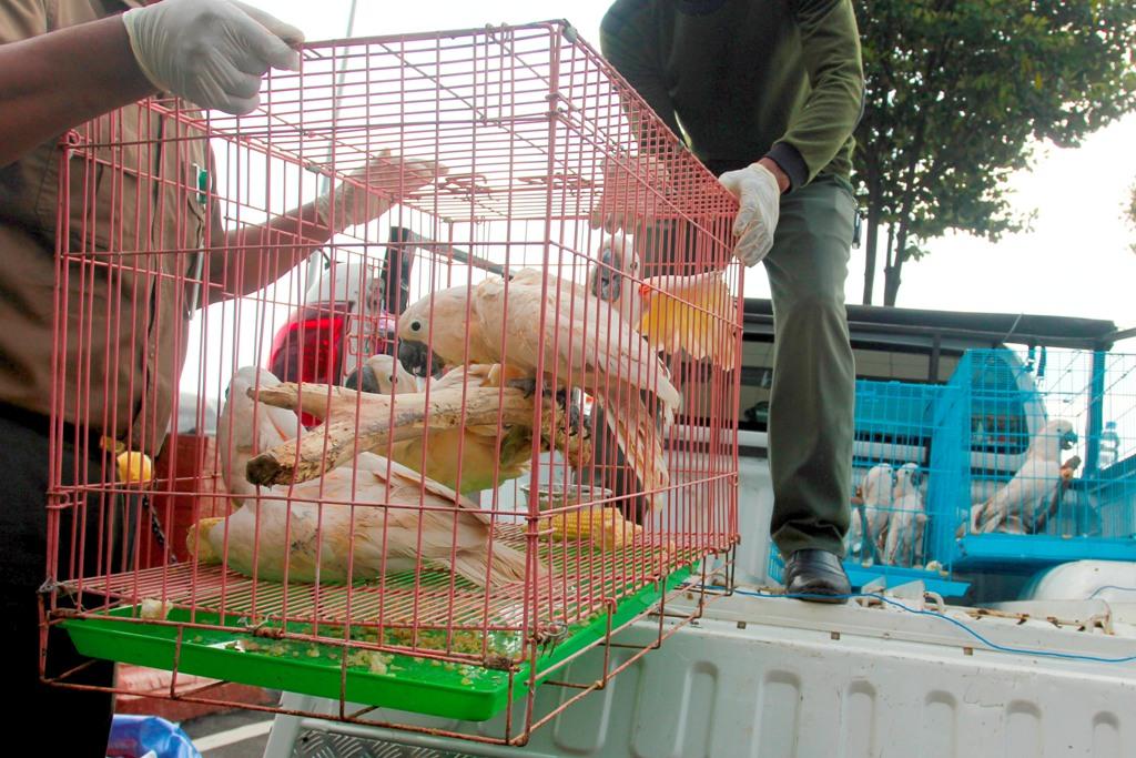 Perdagangan Satwa Ilegal