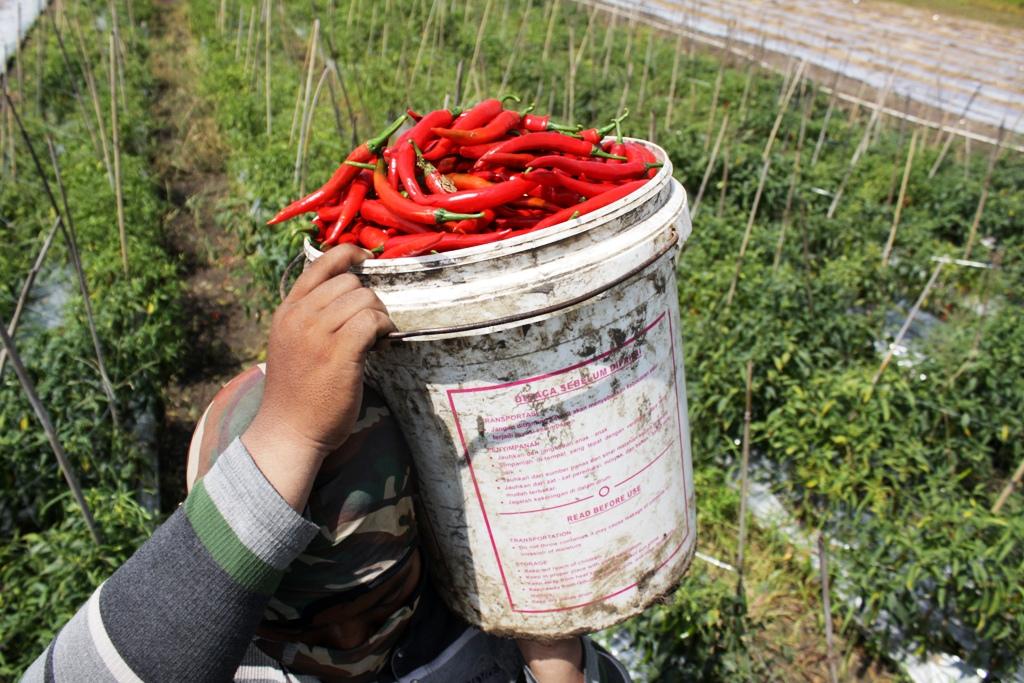 Kenaikan Harga Cabai