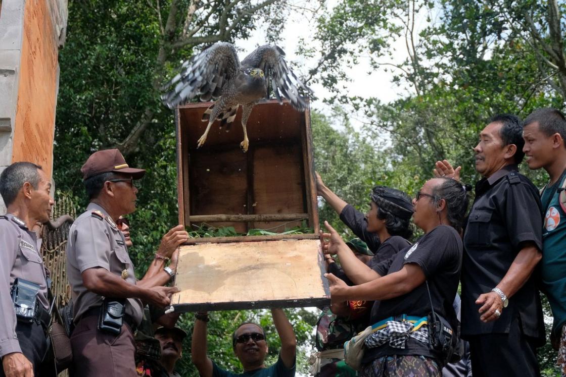 Pelepasliaran Elang Bido