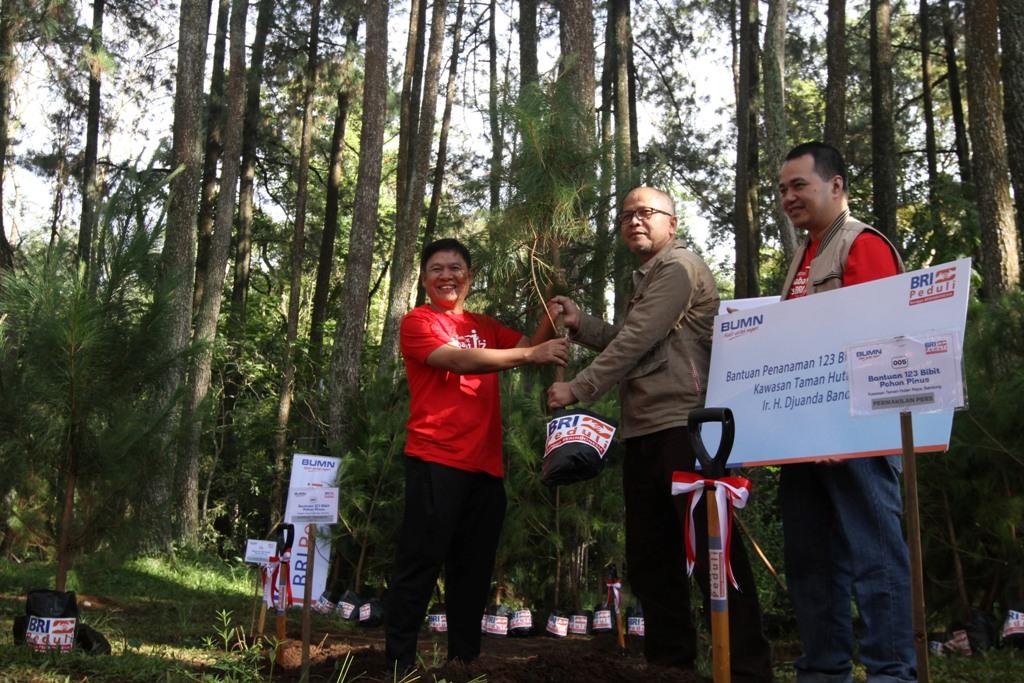 BRI BANTU BIBIT PINUS