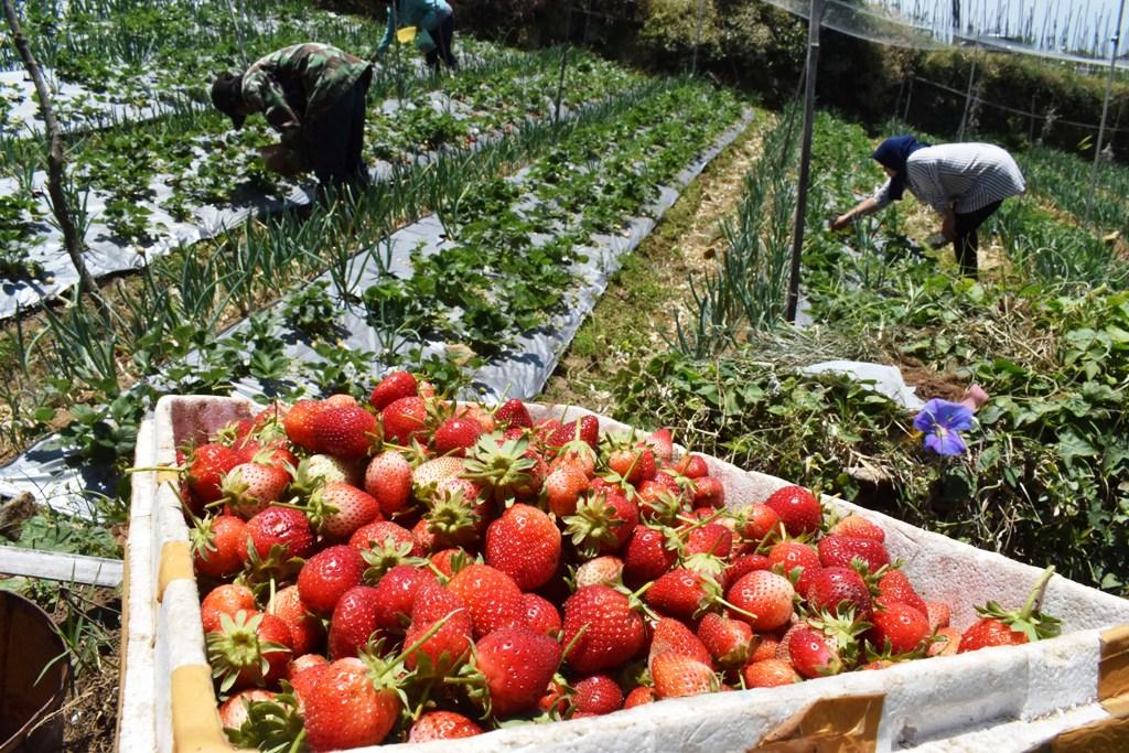 Panen Strawberry
