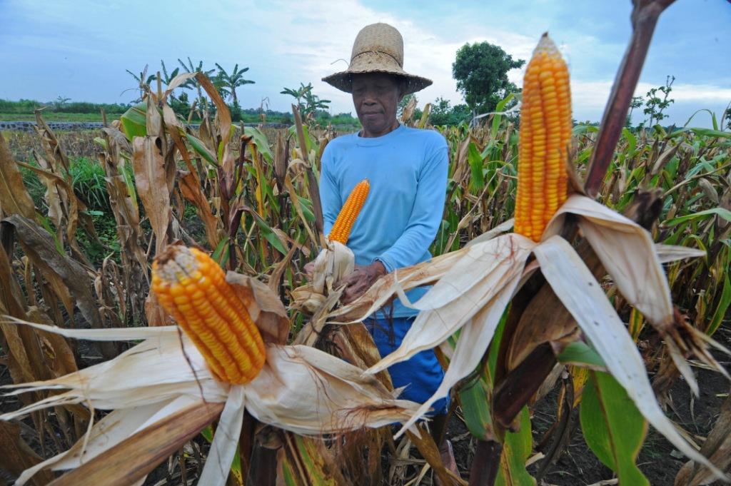 Panen Jagung