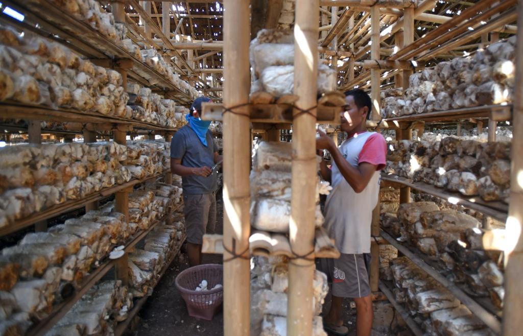 Harga Jamur Naik