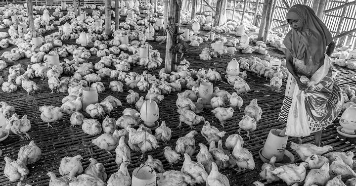 Produksi Ayam Turun