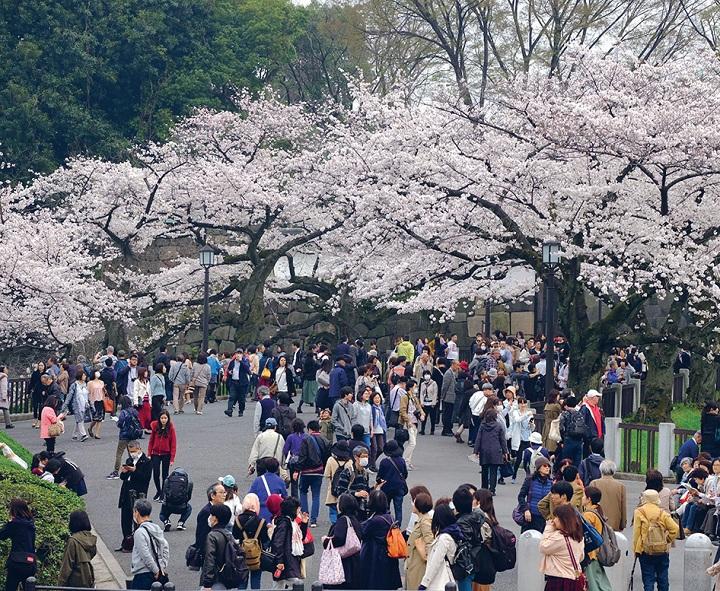 Musim Mekar Sakura