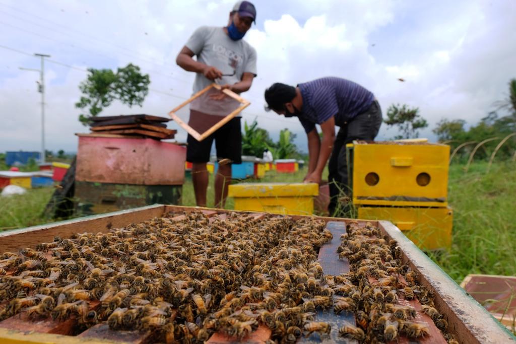 Harga Madu Naik