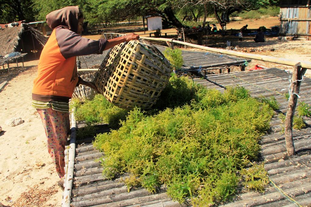Harga Turun
