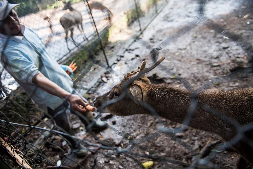 Beri Makan Rusa