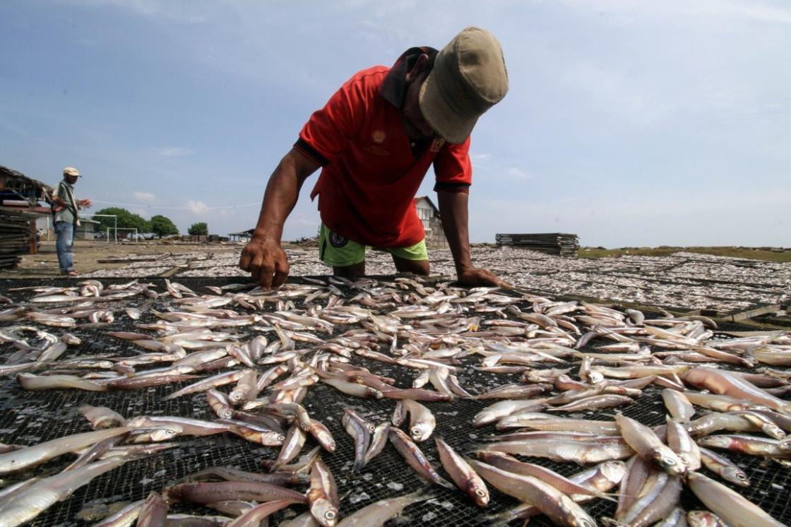 Sentral Produksi Ikan Teri
