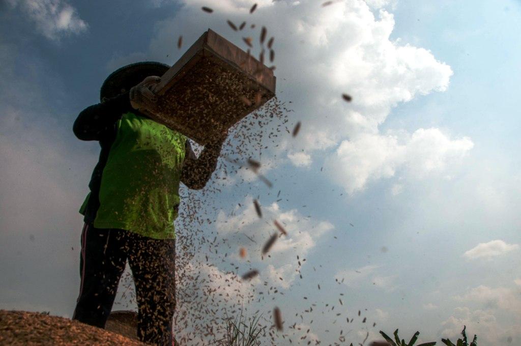 Harga Beras Turun