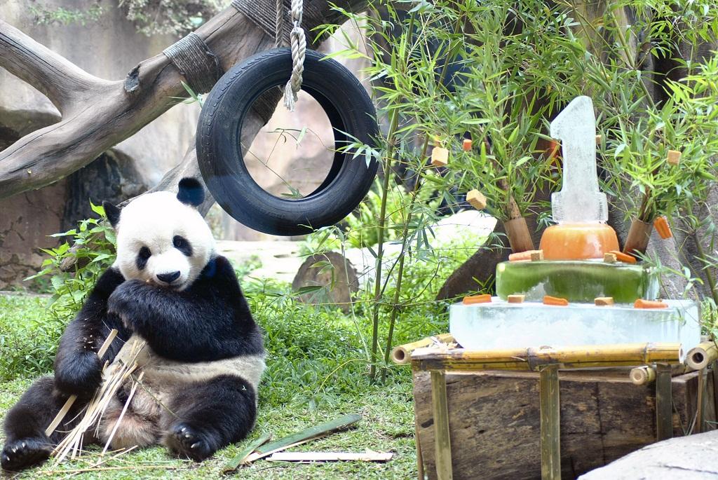Penampilan Panda