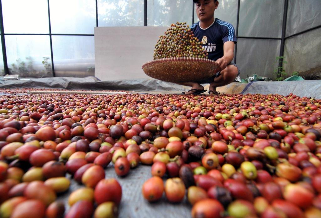 Produksi Kopi
