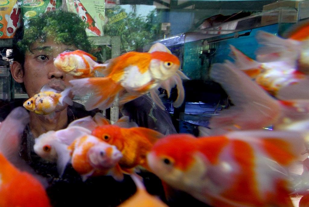 Penjual Ikan Hias
