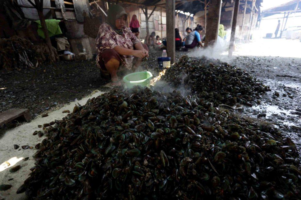 Kerang Tak Layak Konsumsi